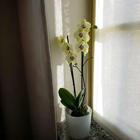 Διαμέρισμα Pertinace Centro Storico *